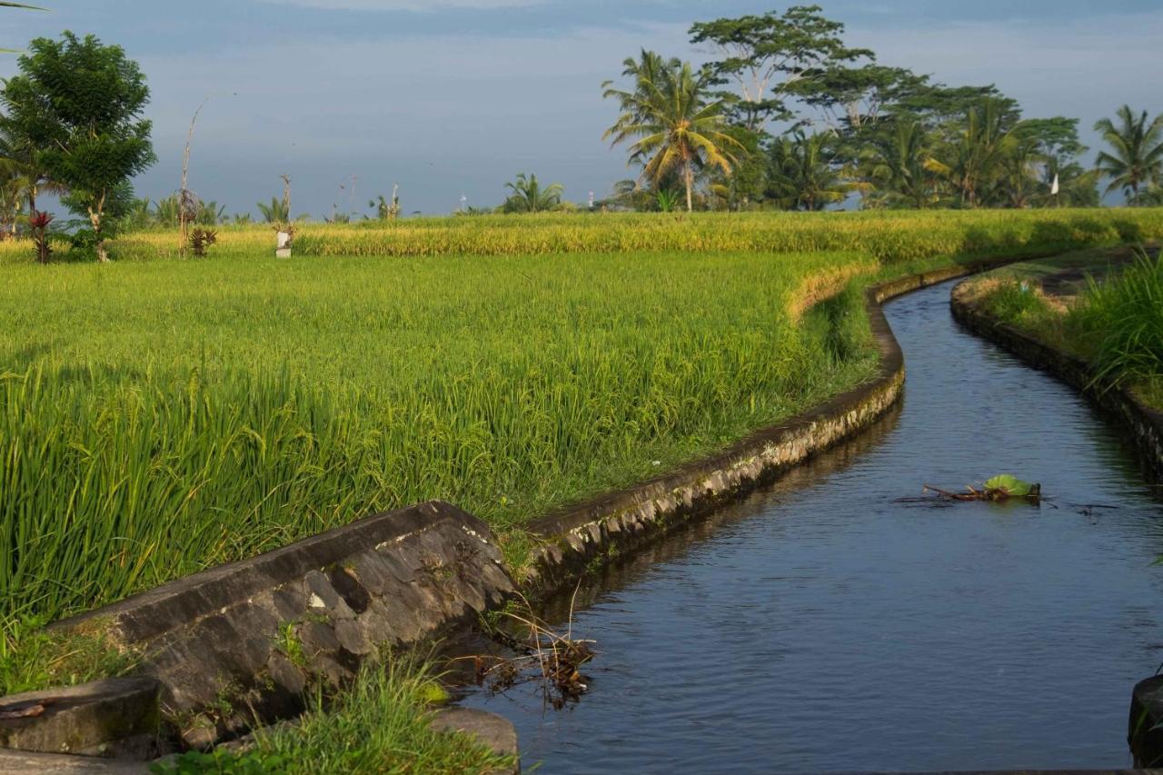 Hotel Bali Sawah Indah Ubud Zewnętrze zdjęcie